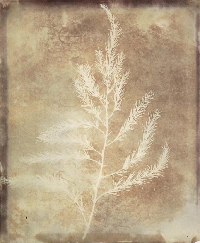 Willim Henry Fox Talbot Photogenetic Drawing